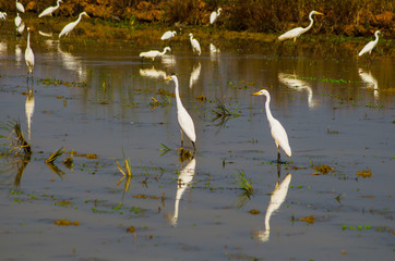 Egrets in field 