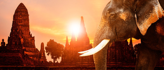 Naklejka premium ivory elephant and ayuthaya ancient pagoda with sunset sky background