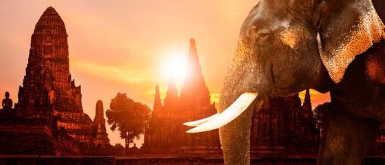 Foto op Plexiglas ivory elephant and ayuthaya ancient pagoda with sunset sky background © stockphoto mania