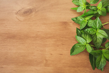 Naklejka na ściany i meble Fresh basil leaves on a wooden background