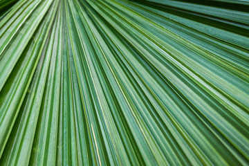 Green palm leaf blade shape pattern