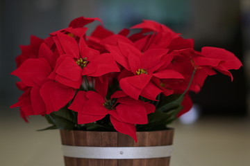 Red Flowers in a Wooden Pot
