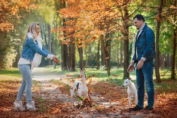 beautiful lovely young couple (woman and man) in jeans clothes walking with two whippet dogs...