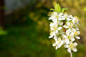 Flower of fruit trees.Blooming branch of plum tree.Spring white flower 
