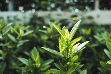 Closeup top of green leaf in lush garden