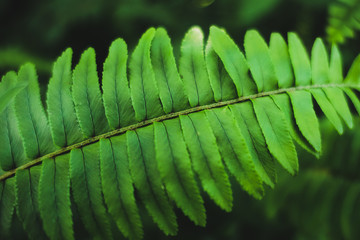 Close-up Fern species green leaf