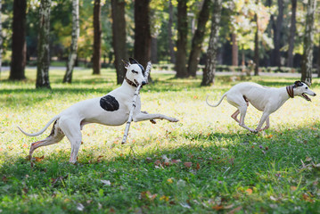 two white whippets playing outdoor in the park