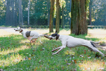 two white whippets playing outdoor in the park