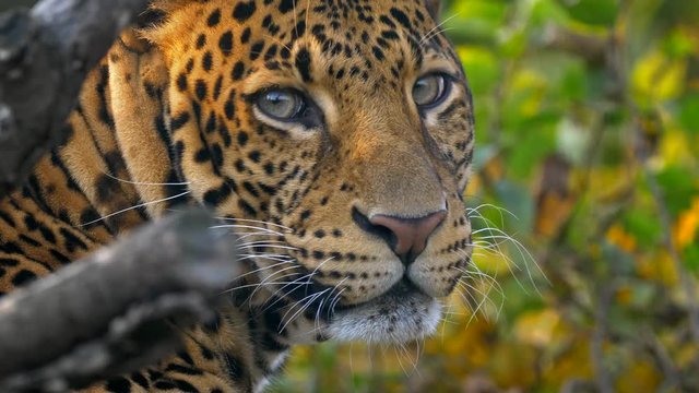 Javan leopard (Panthera pardus melas) portrait