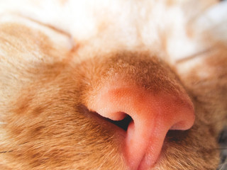 Close-up of a ginger cat's nose.