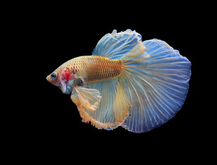 Siamese fighting fish, yellew fish, black background Betta splendens, Betta Fish, Halfmoon Betta.