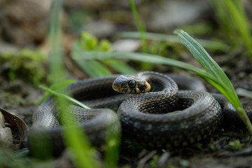 Natrix, Snake, Colubridae in the forest, close up.