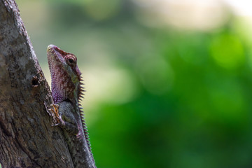 Blue crested Lizard climbing the tree.