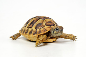 Fototapeta premium młody żółw grecki (Testudo hermanni) - żółw Hermanna