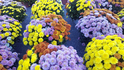 Colorful chrysanthemums flowers