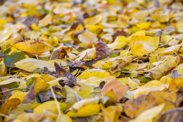 Multicolored autumn foliage. Closeup, selective focus