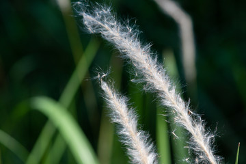 Flowers of thatch grass with the blurred background