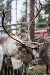 Reindeer in Kuusamo, Finland