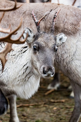 Reindeer in Kuusamo, Finland