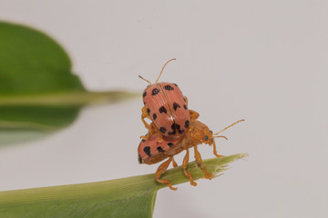 Aulacophora indica (Gmelin),Insect pests an family Chrysomelidae. Orange aulacophora on green leaf with white background.