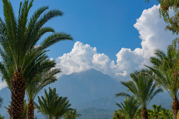 Fototapeta na wymiar palm trees and mountain in clouds