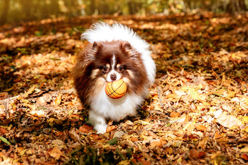Spitz playing with a ball in the forest