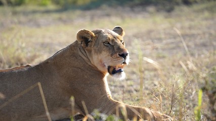 Lionne, Parc Serengeti, Tanzanie