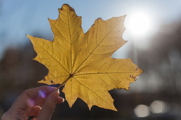 autumn maple leaves on black background