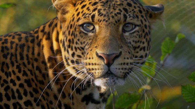 Javan leopard (Panthera pardus melas) portrait