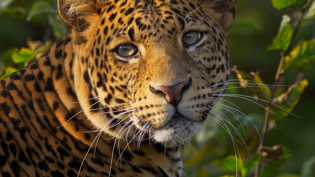 Javan leopard (Panthera pardus melas) portrait