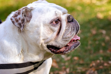 Close-up of white English bulldog with spotted ears