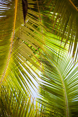 Tropical palm leaves, floral pattern background, real photo
