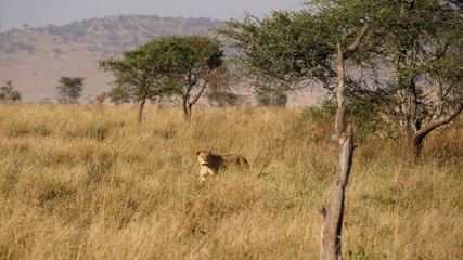 Fototapeta na wymiar Lionne dans la savane, Parc Serengeti, Tanzanie