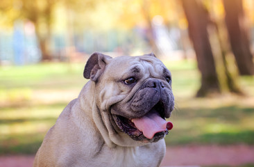 Animal theme, close-up of purebred wrinkled English Bulldog, wrinkled