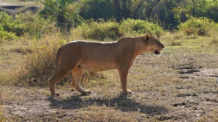 Lionne, Parc Serengeti, Tanzanie