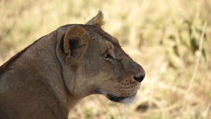 Tete de lionne, Parc Serengeti, Tanzanie