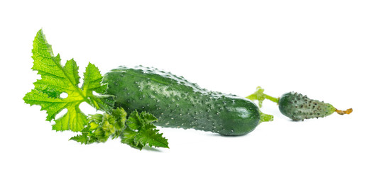 Cucumbers with leaves on white background.