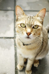 Obraz premium close up of cute cat lies on the floor