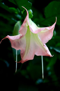 朝鮮朝顔 Images Browse 42 Stock Photos Vectors And Video Adobe Stock