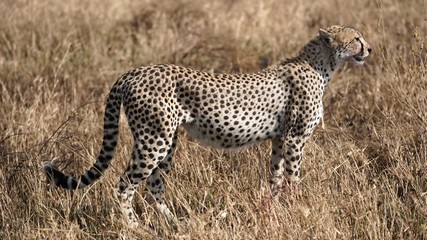 Guépard, Parc Serengeti, Tanzanie
