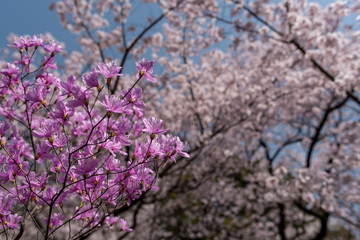ツツジと桜
