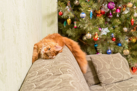 Young red cat of Maine Coon breed sleeping on top of sofa near d
