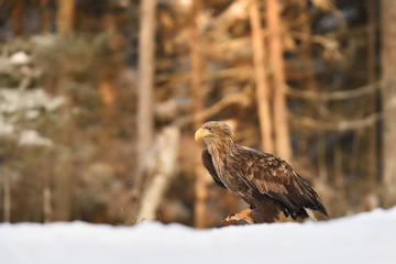 Eagle walking on snow at sunrise