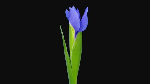 Time-lapse of opening purple with yellow iris 1b1 in PNG+ format with ALPHA transparency channel isolated on black background
