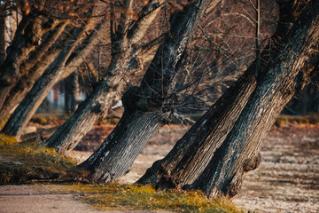 the slope of the trees. late autumn forest. red leaves on wet ground. narrow paths.