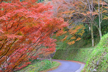 紅葉の道