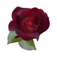 Fototapeta na wymiar Realistic rose. Vector.