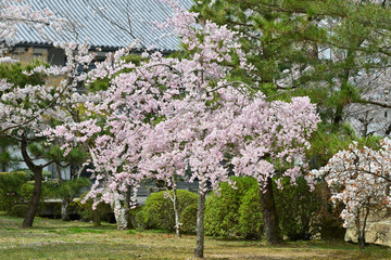 Naklejka premium 日本庭園の桜
