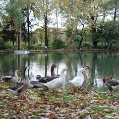 Famiglia di Oche al lago in autunno