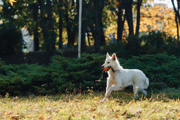 white Swiss shepherd is having fun in autumn sunny park
